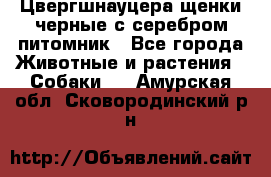 Цвергшнауцера щенки черные с серебром питомник - Все города Животные и растения » Собаки   . Амурская обл.,Сковородинский р-н